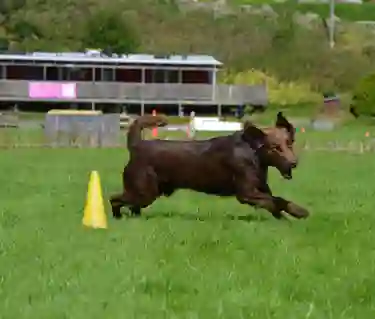 Hund springer runt en kon