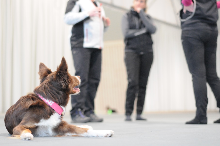 I förgrunden ligger en border collie som tittar på tre personer som står och diskuterar träningen