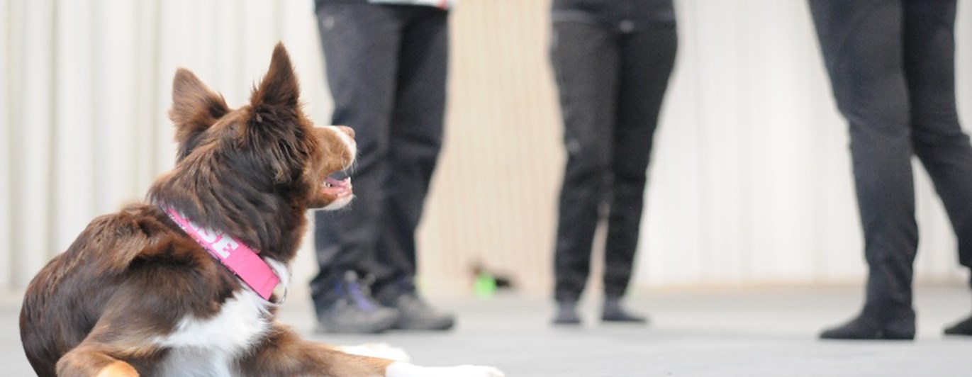 I förgrunden ligger en border collie som tittar på tre personer som står och diskuterar träningen