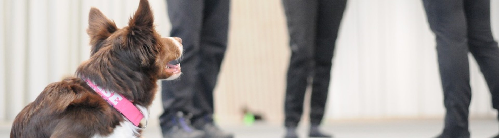 I förgrunden ligger en border collie som tittar på tre personer som står och diskuterar träningen