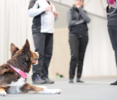 I förgrunden ligger en border collie som tittar på tre personer som står och diskuterar träningen