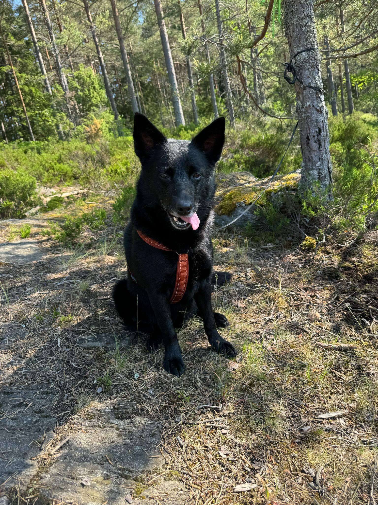Kelpien Indus väntar på sin tur i skogen