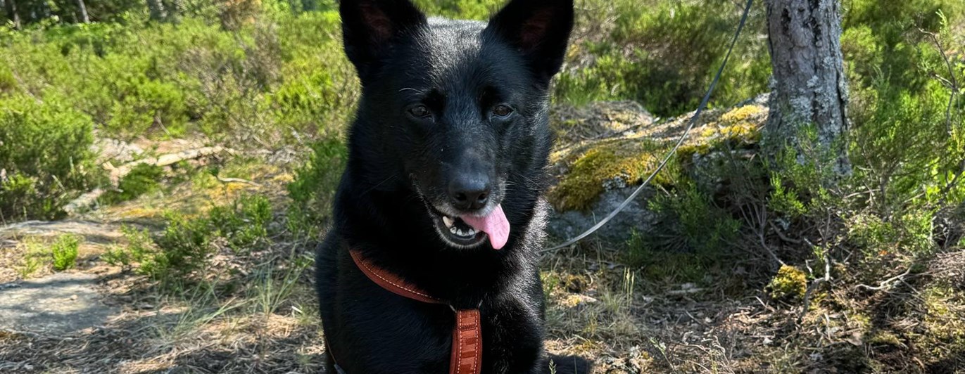 Kelpien Indus väntar på sin tur i skogen