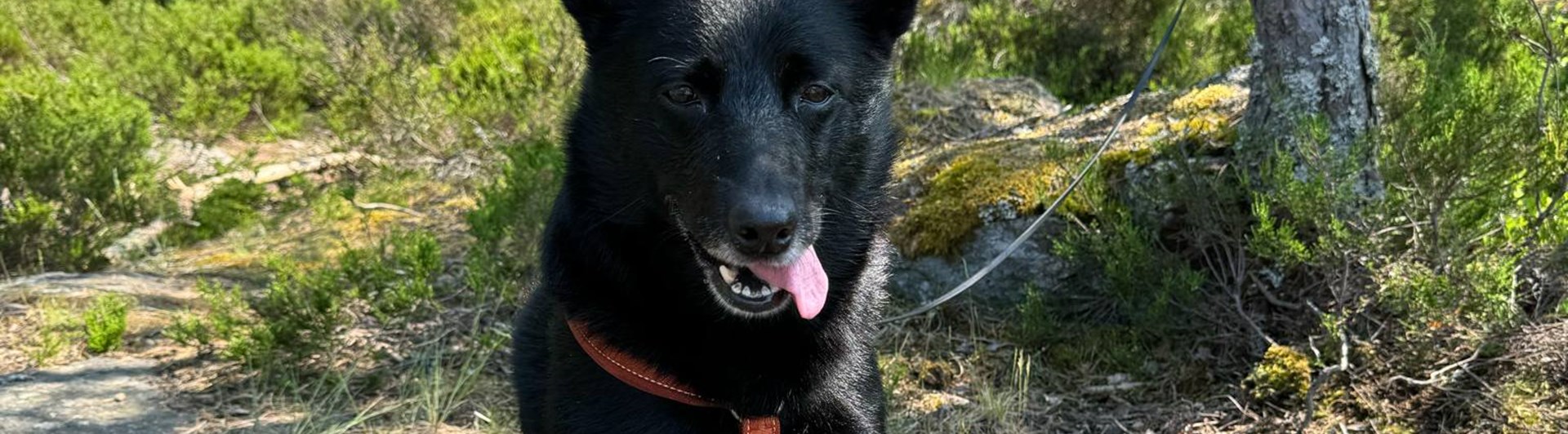 Kelpien Indus väntar på sin tur i skogen