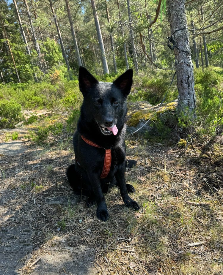 Kelpien Indus väntar på sin tur i skogen