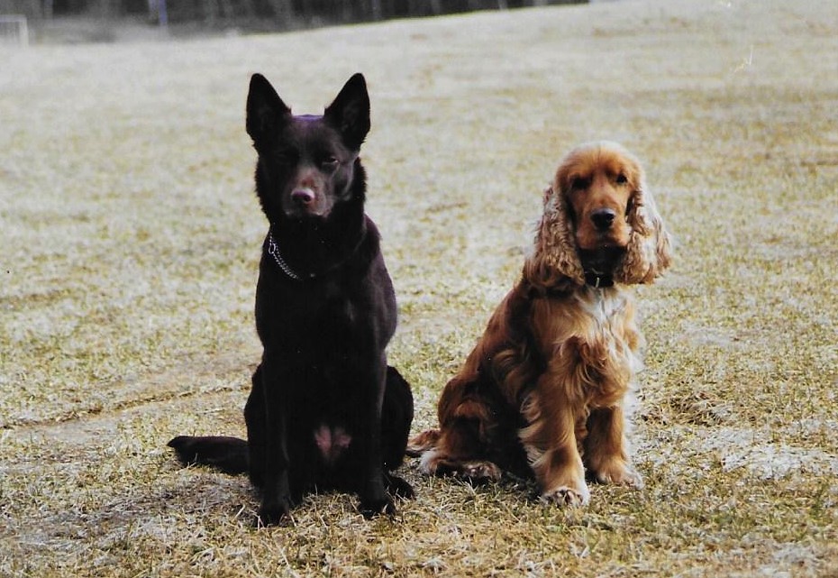 Cocker spaniel Kelpie