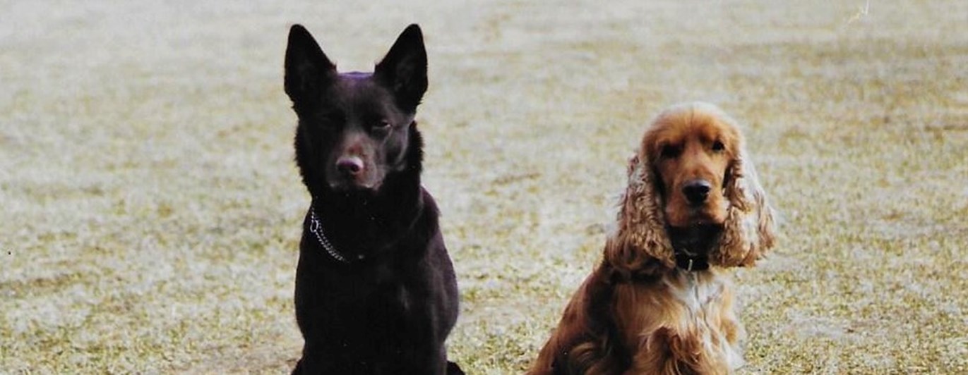 Cocker spaniel Kelpie