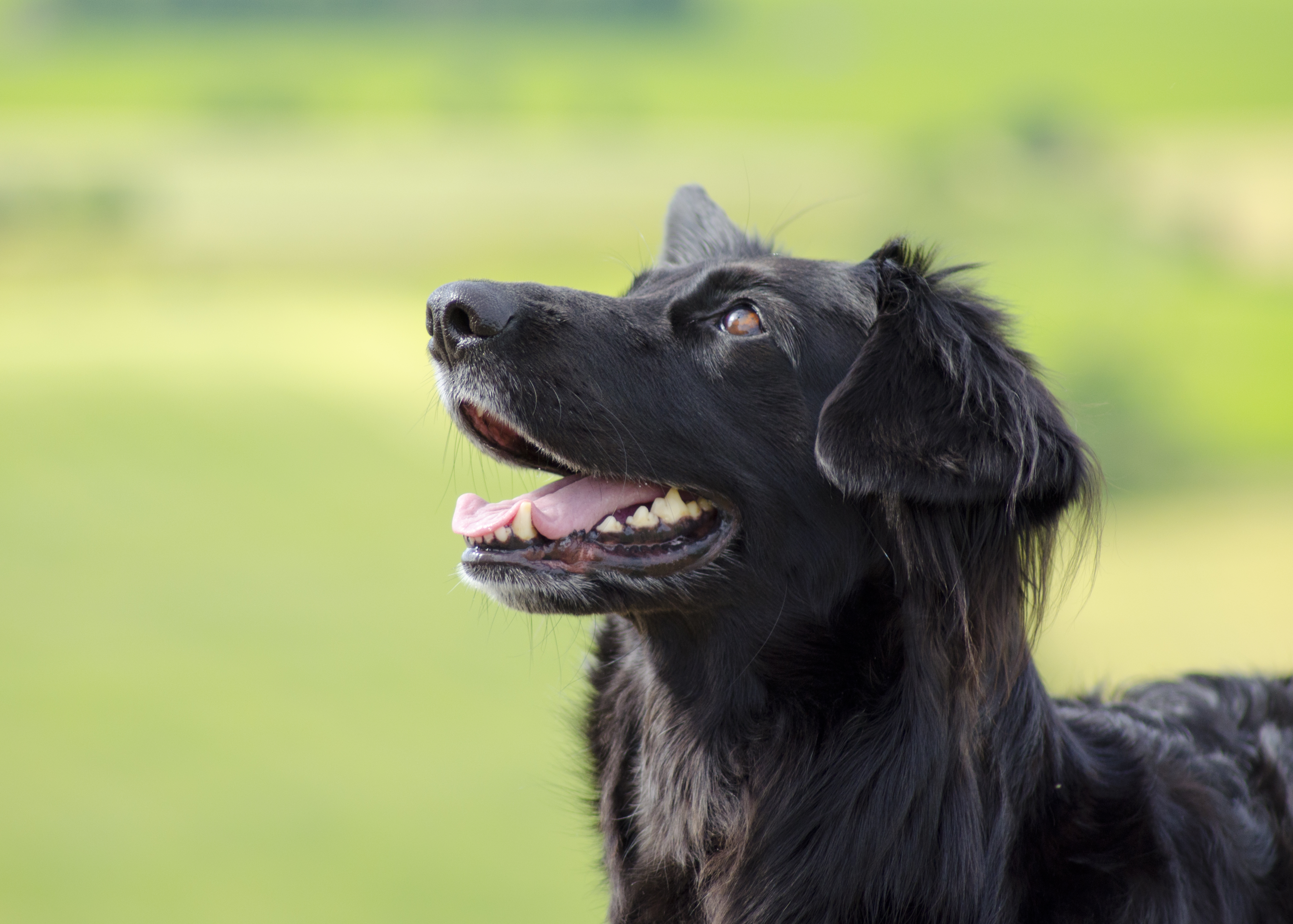 Zinnie, grön bakgrund