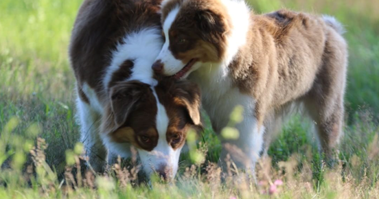 Australian Shepherd