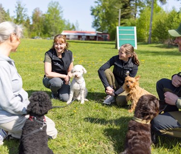 Fyra hundägare med sina hundar som sitter på klubbens appellplan och pratar med varandra.