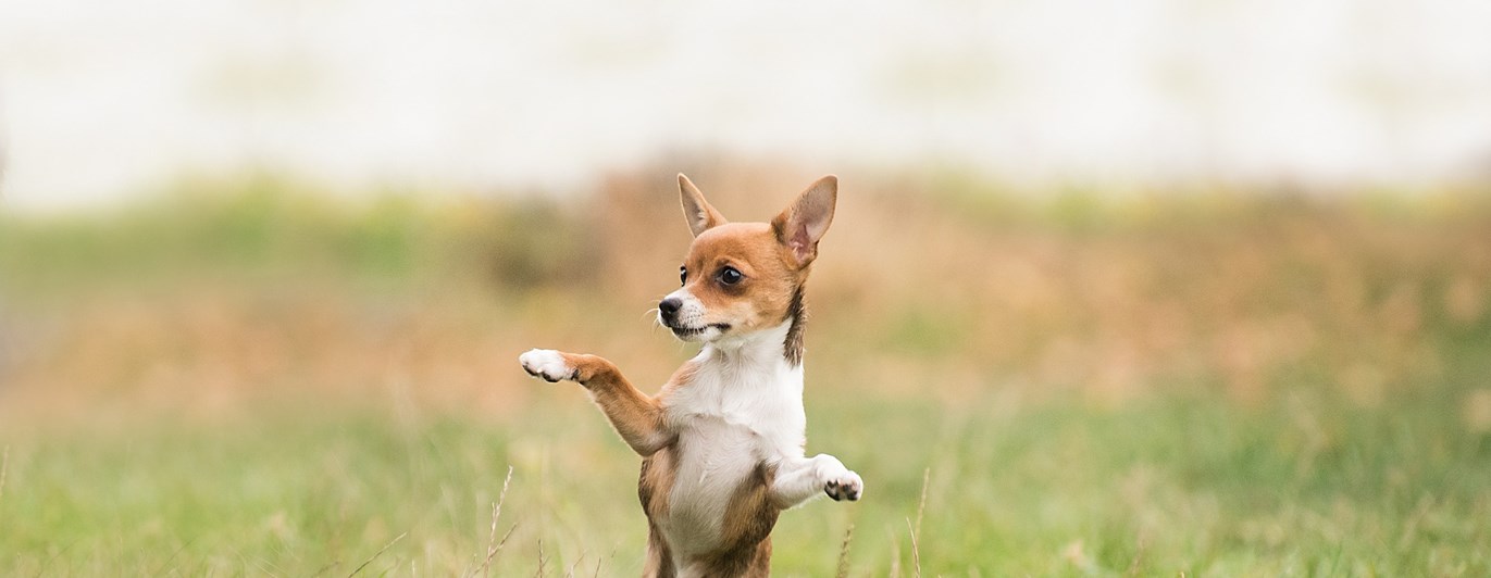 Chiuaua som står på två ben
