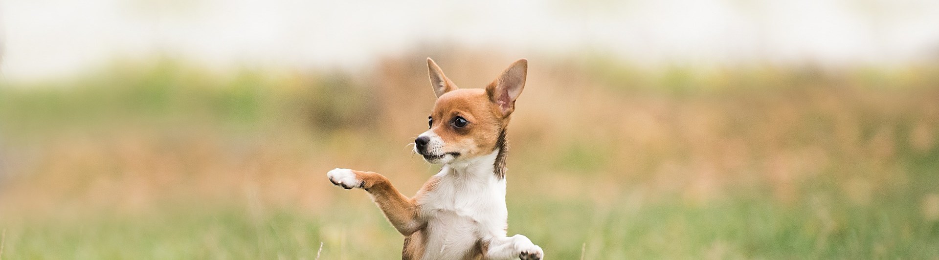 Chiuaua som står på två ben