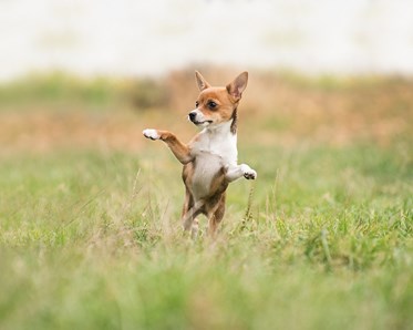 Chiuaua som står på två ben
