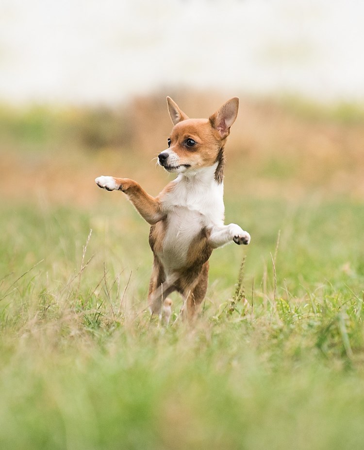 Chiuaua som står på två ben