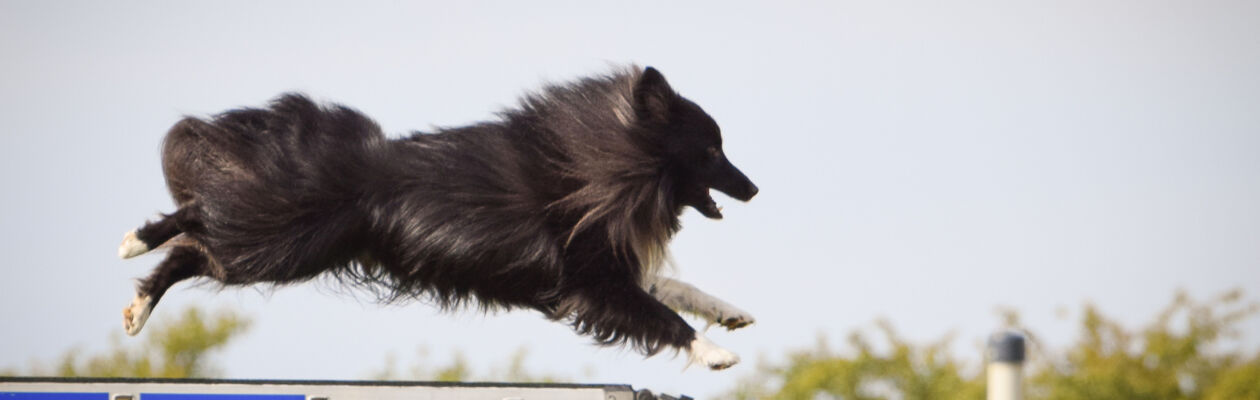 Mörk långhårig hund hoppar över ett hinder