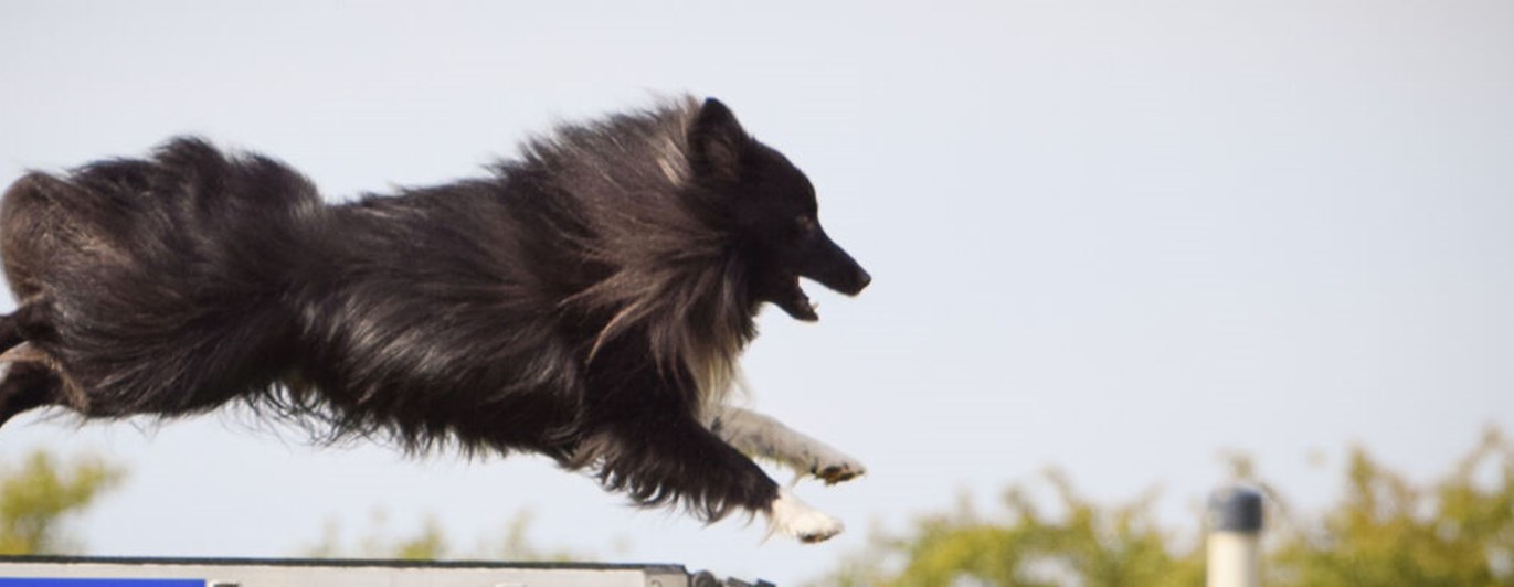 Mörk långhårig hund hoppar över ett hinder