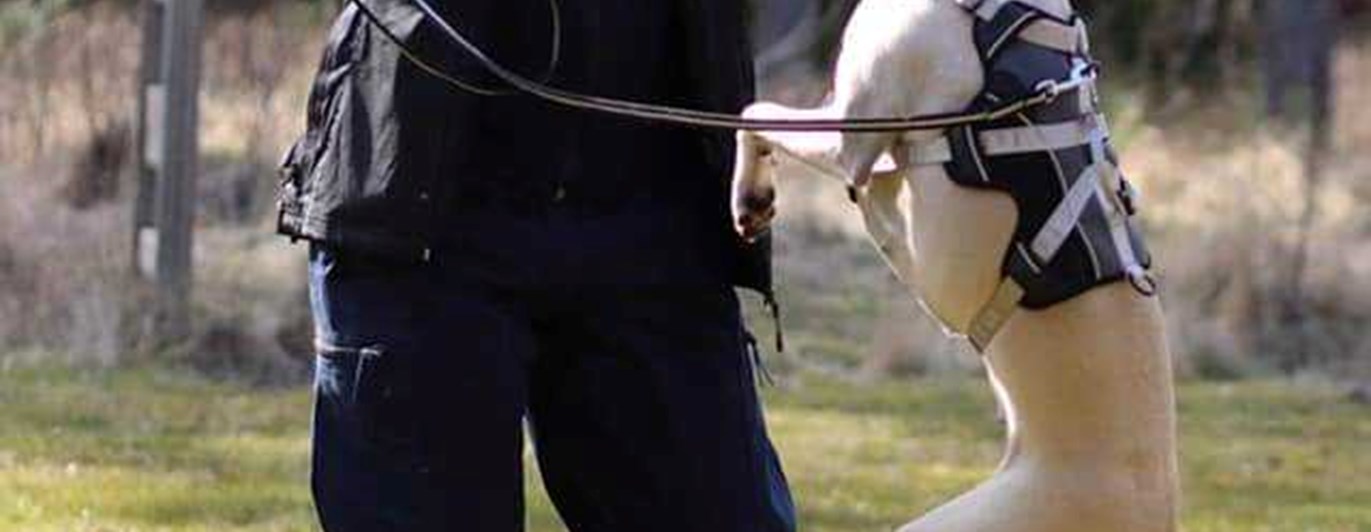 Jenny med hund som hoppar