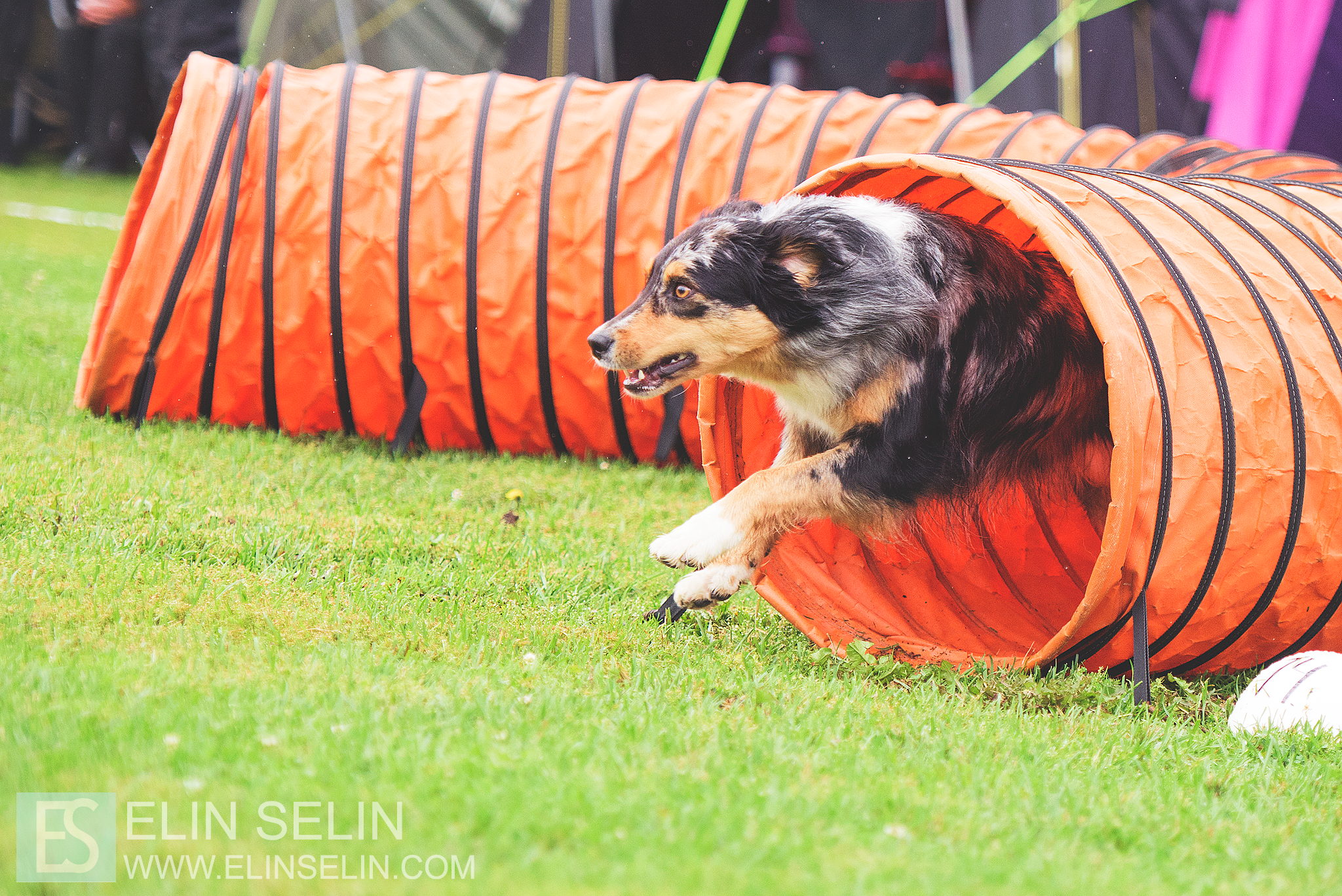 Hund springer ut ur tunnel