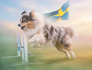 Agility-SM 2026