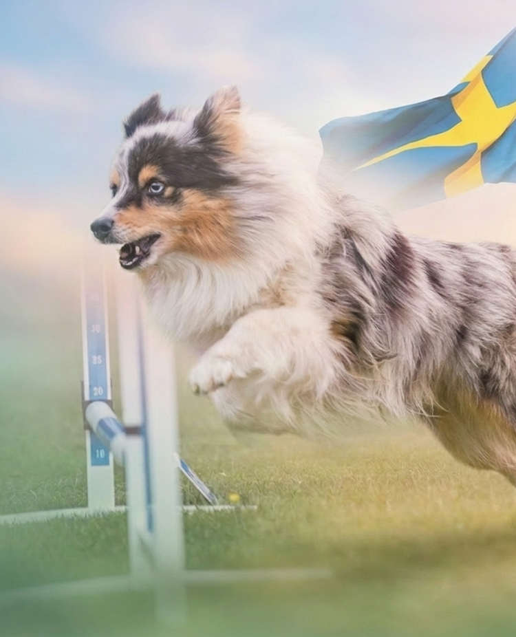 Agility-SM 2026