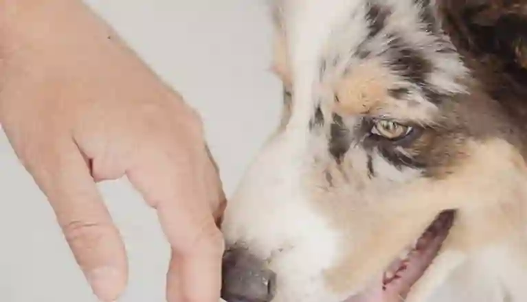 Colliehund nosar på en persons öppna handlfata