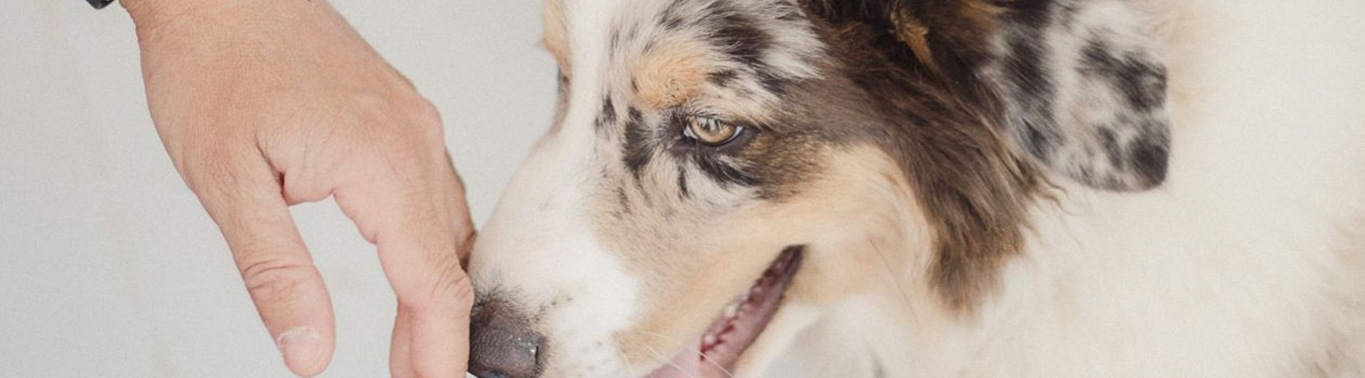 Colliehund nosar på en persons öppna handlfata