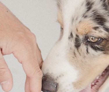 Colliehund nosar på en persons öppna handlfata