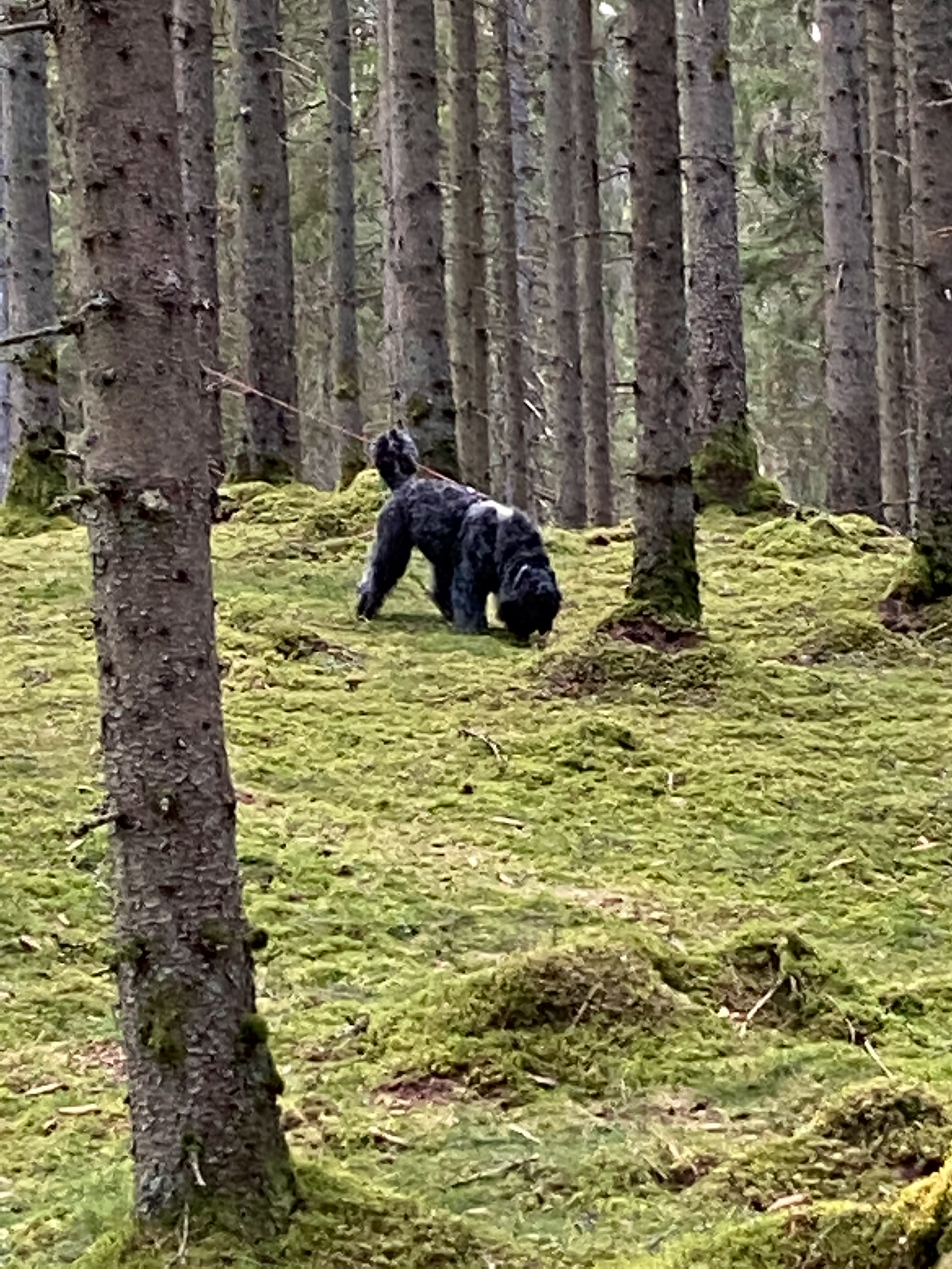  Bouvier des flandres som följer spår i skogen