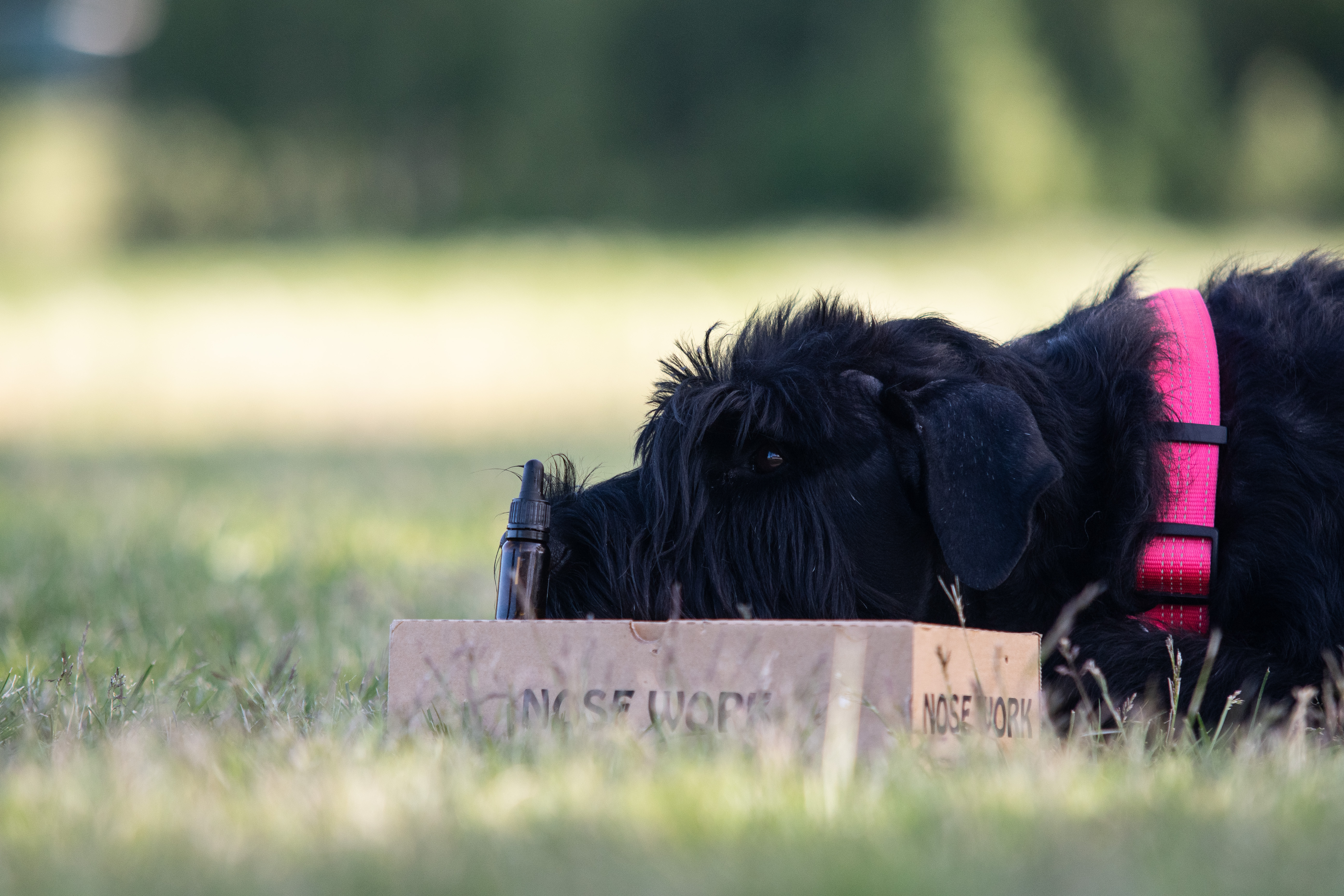 Riesen-tiken Maggie markerar en hydrolatflaska på en Nosework kartong