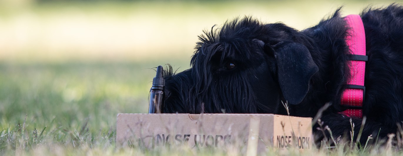 Riesen-tiken Maggie markerar en hydrolatflaska på en Nosework kartong