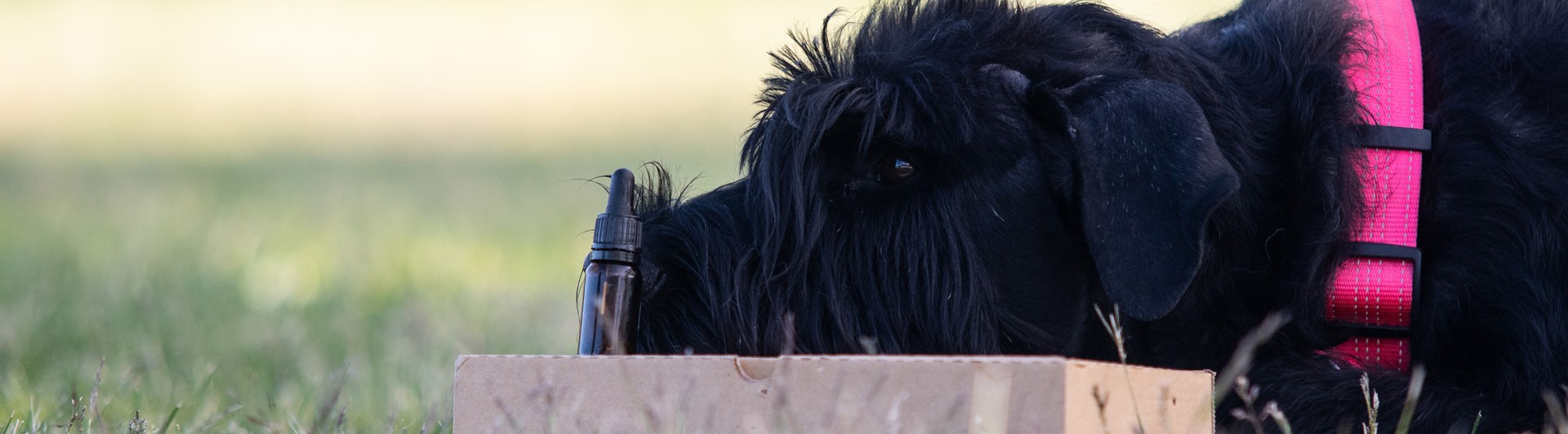 Riesen-tiken Maggie markerar en hydrolatflaska på en Nosework kartong