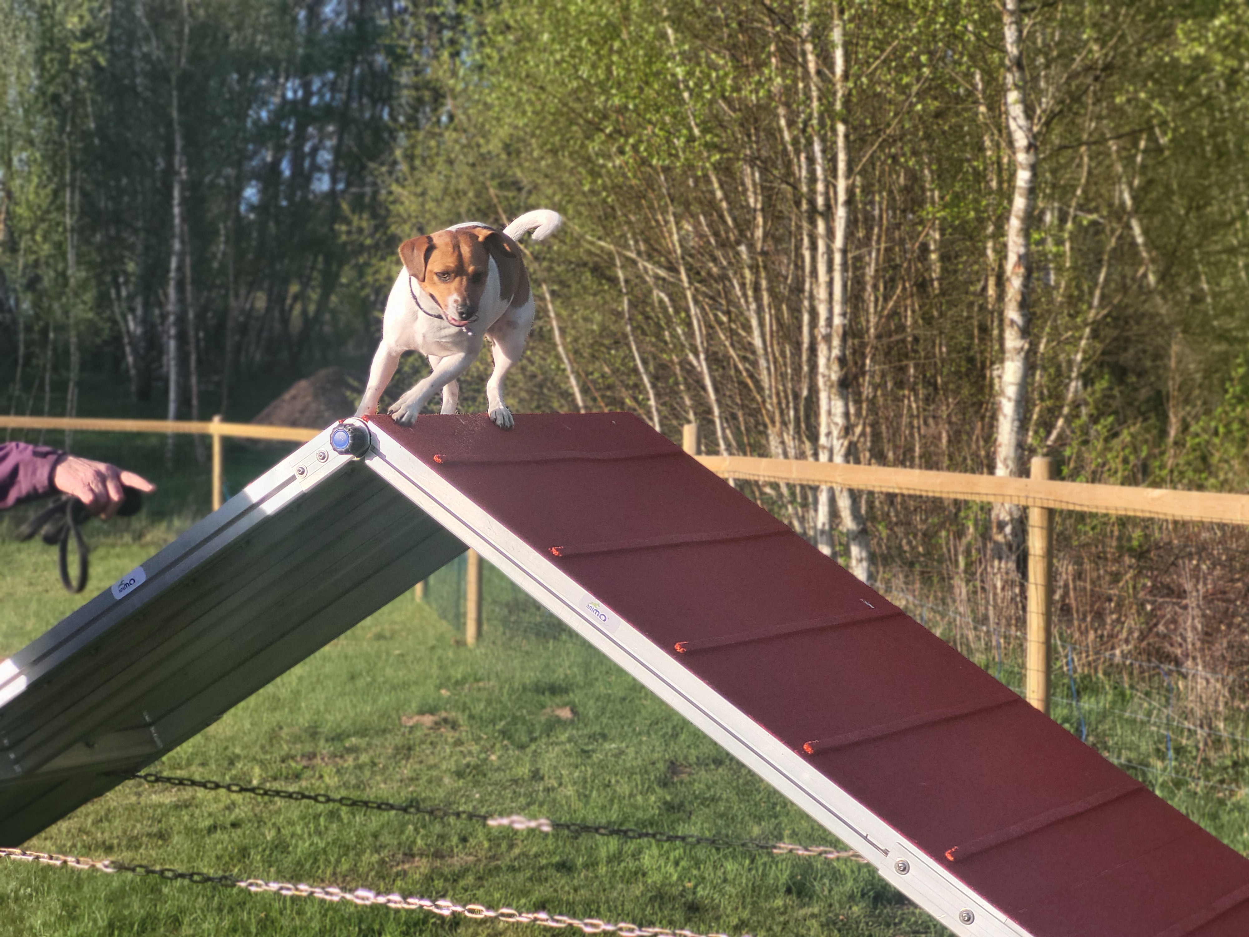 Dansksvensk gårdshund uppe på a-hinder