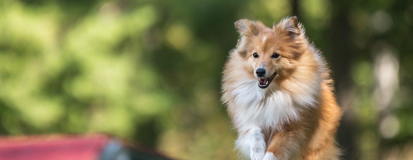 Sheltie agilityhund