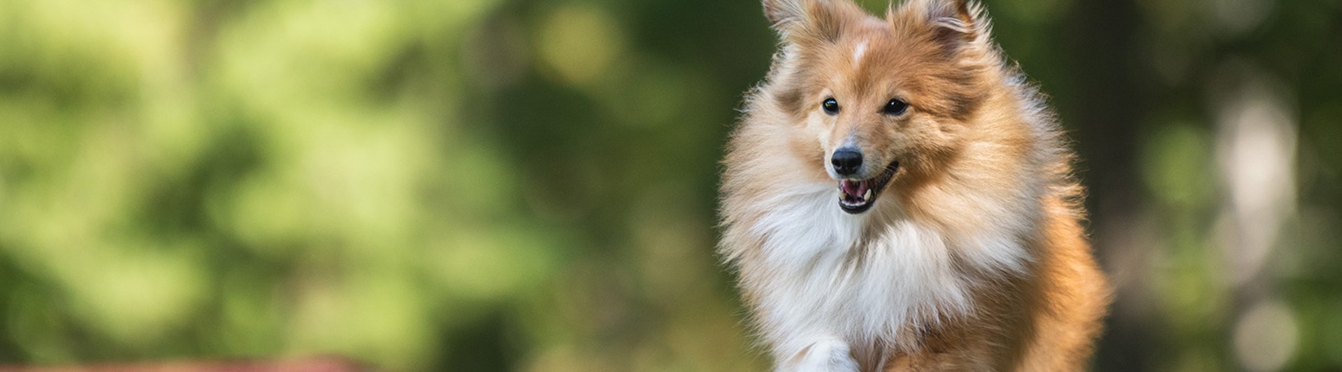 Sheltie agilityhund