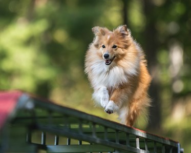 Sheltie agilityhund