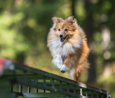 Sheltie agilityhund