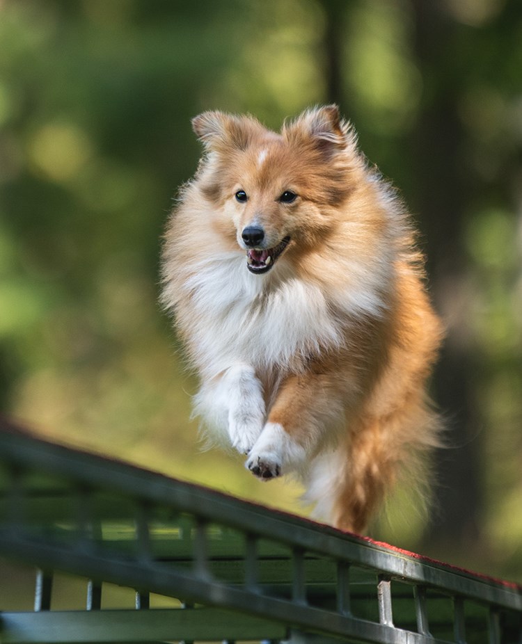 Sheltie agilityhund