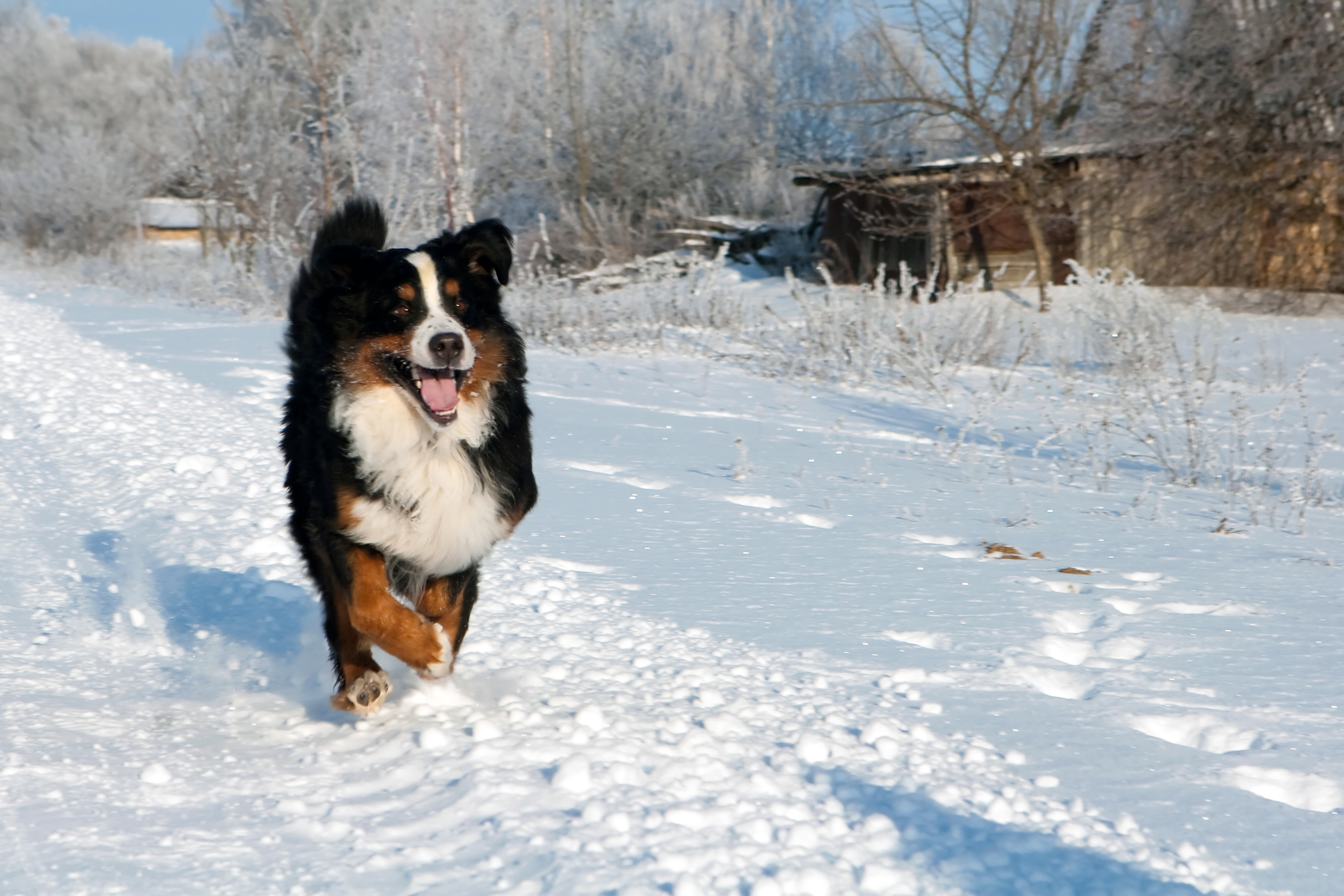 Glad berner sennen som springer i snö