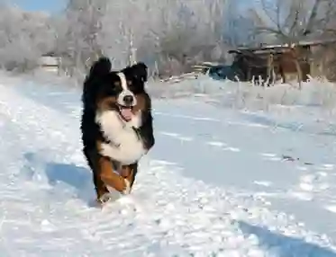Glad berner sennen som springer i snö