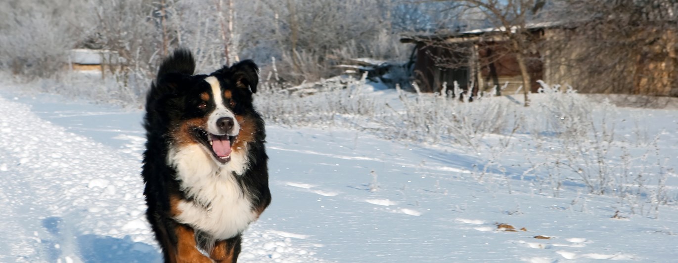 Glad berner sennen som springer i snö