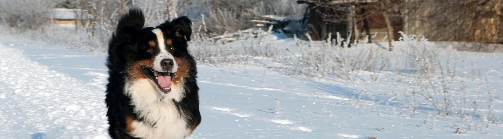 Glad berner sennen som springer i snö