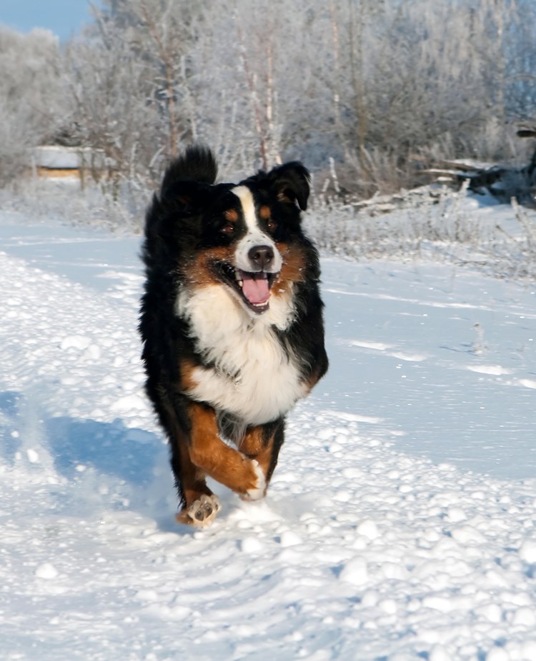 Glad berner sennen som springer i snö