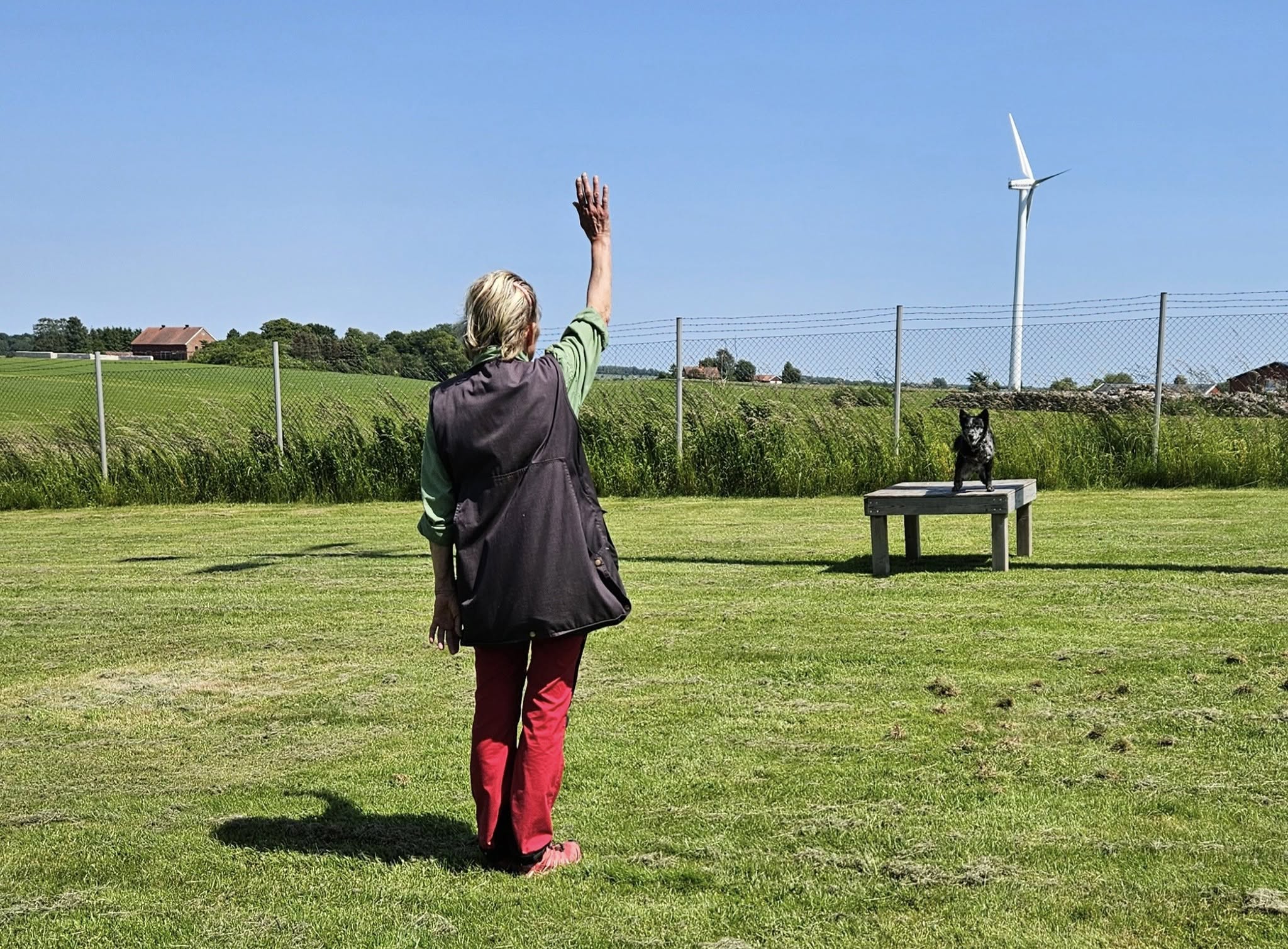 Hundinstruktör med hund under träning. 