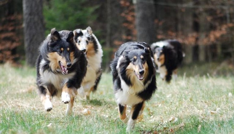 Fyra collies kommer springande.