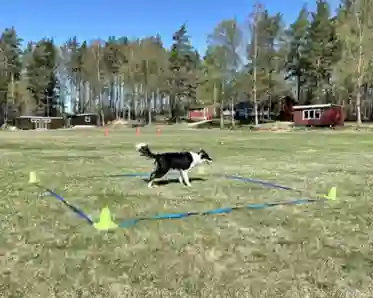 Hund i träningsruta på appellplan