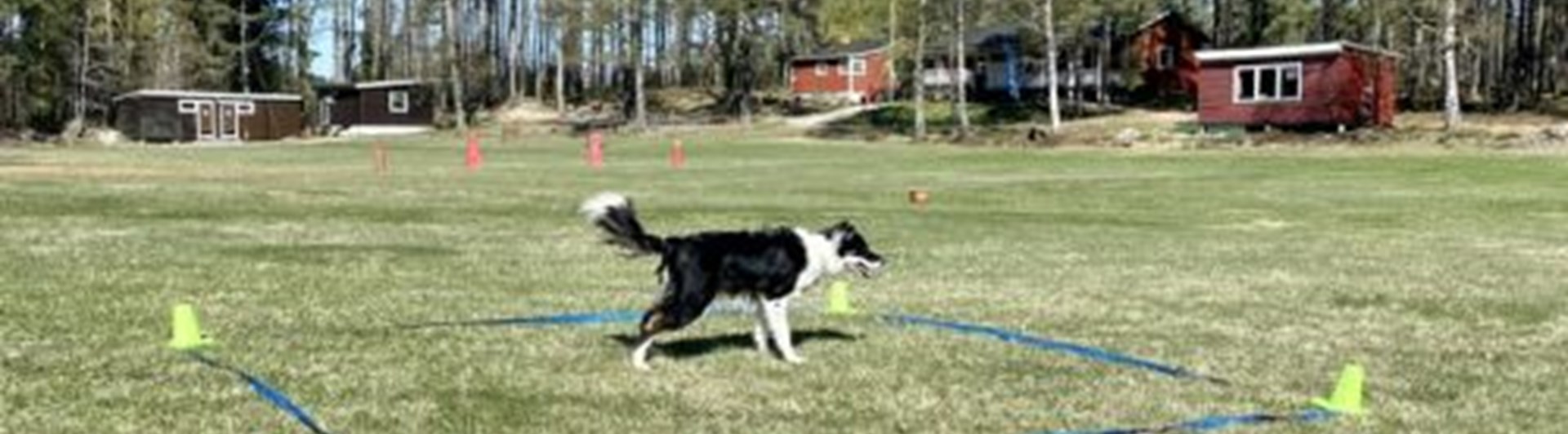 Hund i träningsruta på appellplan