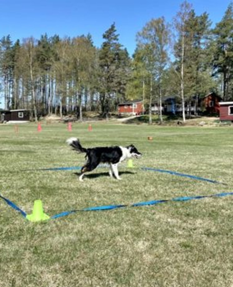 Hund i träningsruta på appellplan