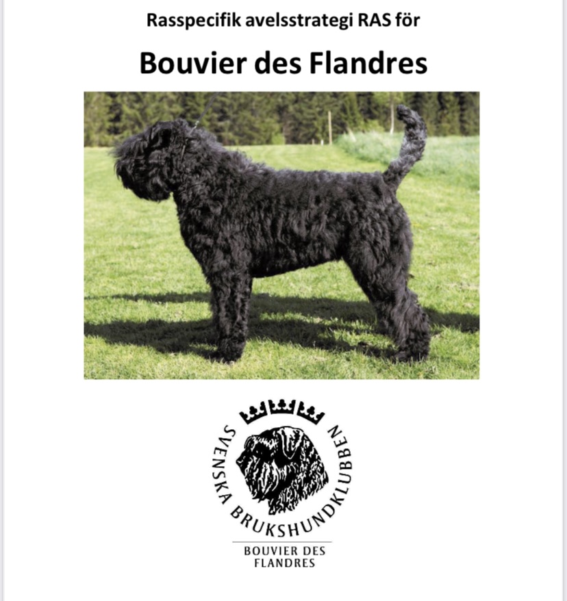 Svart BOUVIER DES FLANDRES som står i profil på gräsmatta