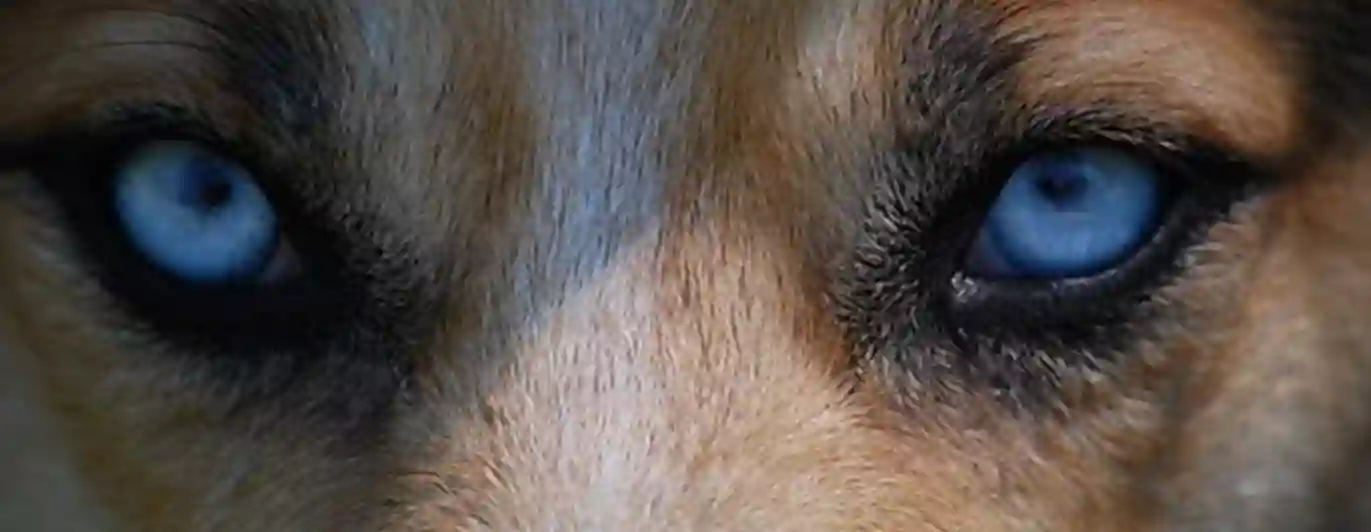 Ögon på hund