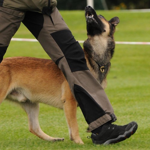 Bild på en förare med hund på en tävling
